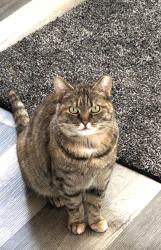 Lost Female Cat last seen Kutztown, Kutztown, PA 19530