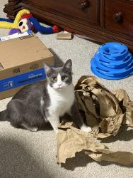 Lost Female Cat last seen Mt. Pisgah Baptist Church, Easley, SC 29642