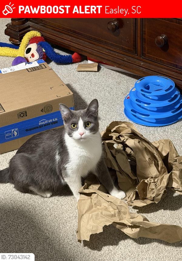 Lost Female Cat last seen Mt. Pisgah Baptist Church, Easley, SC 29642