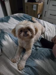 Lost Female Dog last seen Avondale and maricopa, Avondale, AZ 85323
