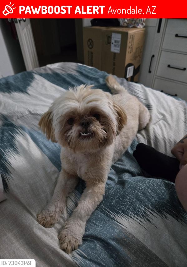 Lost Female Dog last seen Avondale and maricopa, Avondale, AZ 85323