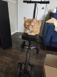 Reunited Male Cat last seen waldron circle. hwy 6 , Houston, TX 77084