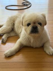 Found/Stray Female Dog last seen Spring Street and Pattiz Avenue, Long Beach, CA 90815