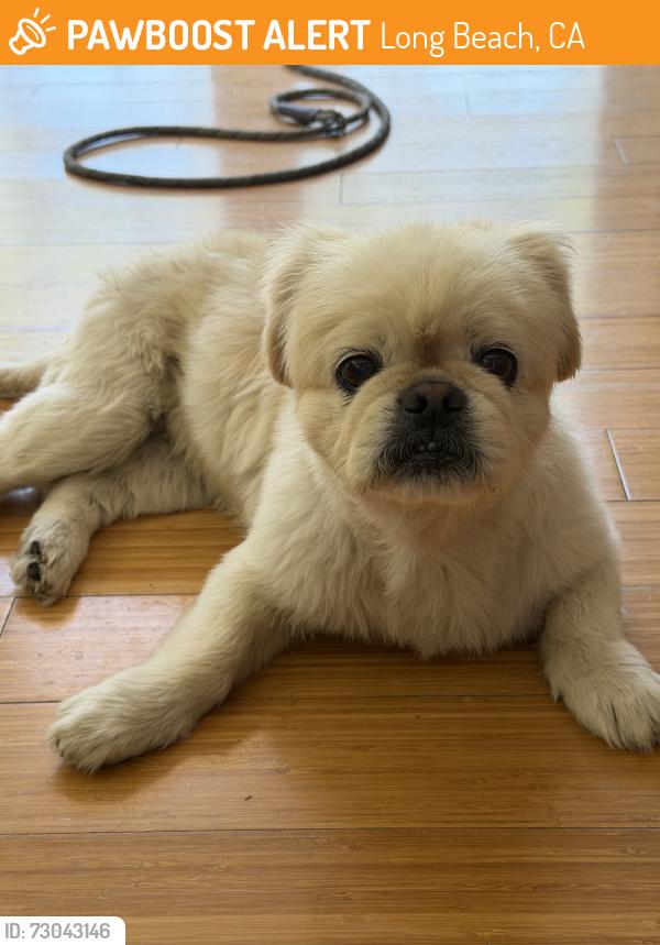 Found/Stray Female Dog last seen Spring Street and Pattiz Avenue, Long Beach, CA 90815