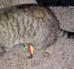 Lost Male Cat last seen Fairview & Taylor, Saint Paul, MN 55104