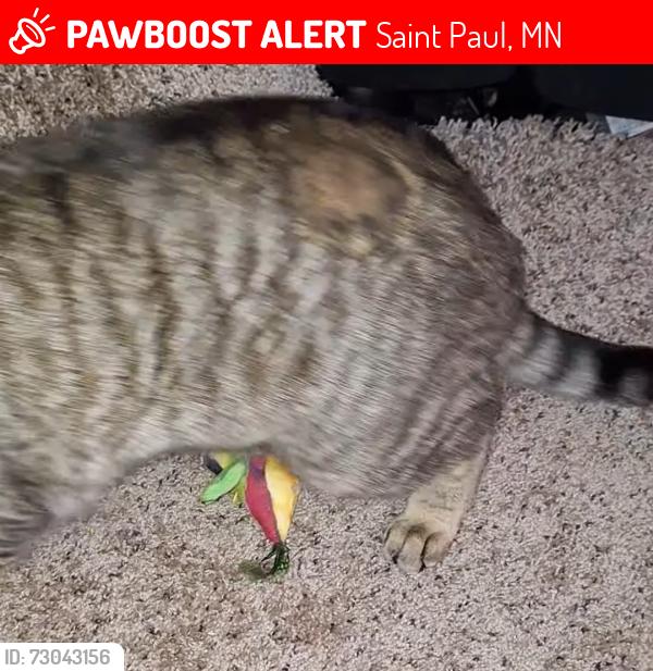 Lost Male Cat last seen Fairview & Taylor, Saint Paul, MN 55104
