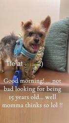 Reunited Male Dog last seen 2nd and 4th street in pompano beach, Pompano Beach, FL 33060