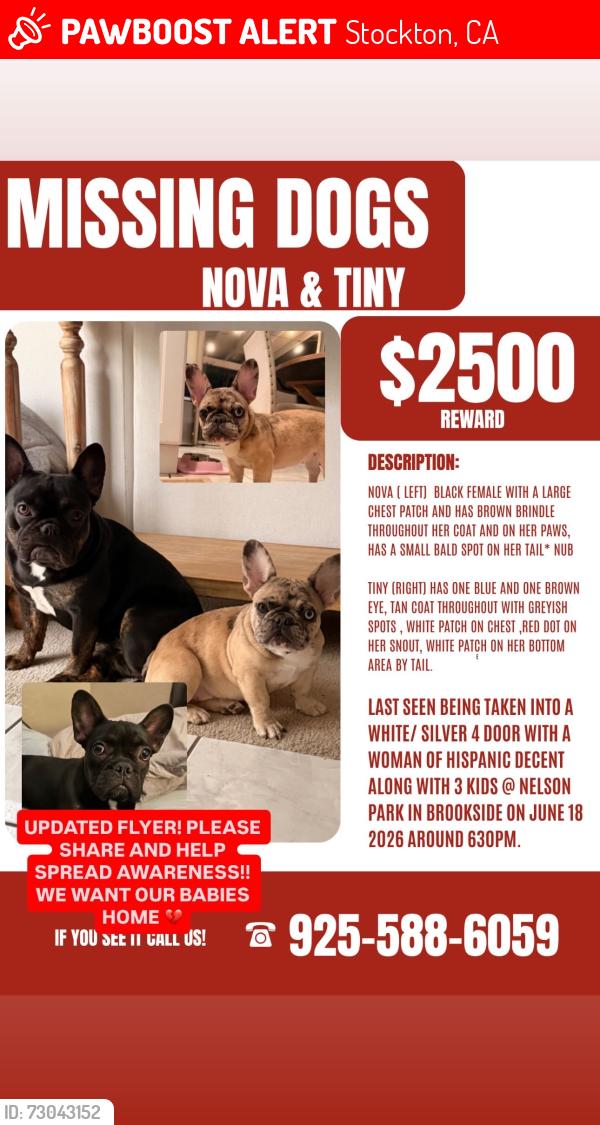 Lost Female Dog last seen LAST SEEN AT NELSON PARK, Stockton, CA 95219