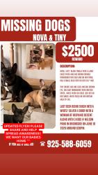 Lost Female Dog last seen LAST SEEN AT NELSON PARK, Stockton, CA 95219
