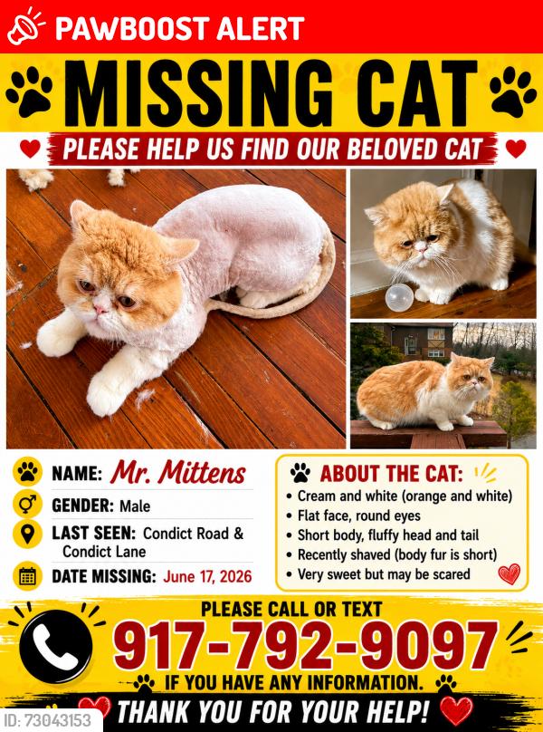 Lost Male Cat last seen Condict Road & Condict Lane, Roxbury Township, NJ 07850