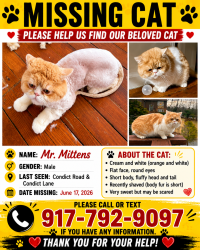 Lost Male Cat last seen Condict Road & Condict Lane, Roxbury Township, NJ 07850
