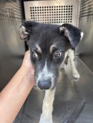 Shelter Stray Male Dog last seen Near BRIAN WAY CIR, West District, , 355 Hillshire Dr, Haslet, TX 76052, USA