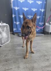 Shelter Stray Female Dog last seen Near Dutch Branch Rd, West District, TX, 355 Hillshire Dr, Haslet, TX 76052, USA