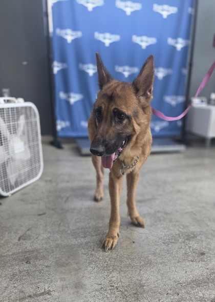 Shelter Stray Female Dog last seen Near Dutch Branch Rd, West District, TX, 355 Hillshire Dr, Haslet, TX 76052, USA