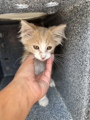 Shelter Stray Male Cat last seen Near BRIAN WAY CIR, West District, , 355 Hillshire Dr, Haslet, TX 76052, USA