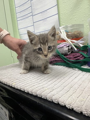 Shelter Stray Male Cat last seen Jack in the box on henderson, District 2 - West Cleburne, TX, 2375 Service Dr, Cleburne, TX 76033, USA