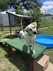 Shelter Stray Male Dog last seen 67, City of Alvarado, TX, 602 S Pkwy Dr, Alvarado, TX 76009, USA