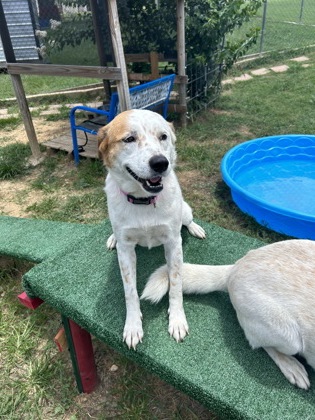 Shelter Stray Female Dog last seen 67, City of Alvarado, TX, 602 S Pkwy Dr, Alvarado, TX 76009, USA