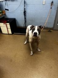 Shelter Stray Male Dog last seen Near Platina Park Court Decatur GA 30034, 30034, GA, 3280 Chamblee Dunwoody Rd, Chamblee, GA 30341, USA