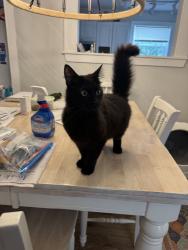 Found/Stray Male Cat last seen Hardee’s parking lot, Virginia Beach, VA 23462