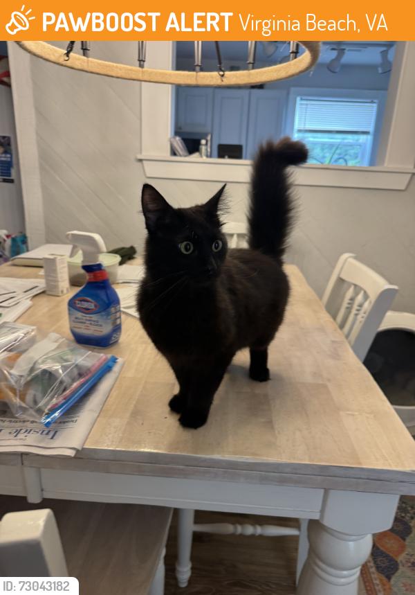Found/Stray Male Cat last seen Hardee’s parking lot, Virginia Beach, VA 23462