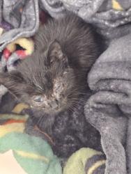 Shelter Stray Male Cat last seen Near Cedargarden Rd, 21229, MD, 301 Stockholm St, Baltimore, MD 21230, USA