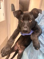 Shelter Stray Male Dog last seen Chickamanga Ave, Knox County GP, TN, 3201 Division St, Knoxville, TN 37919, USA
