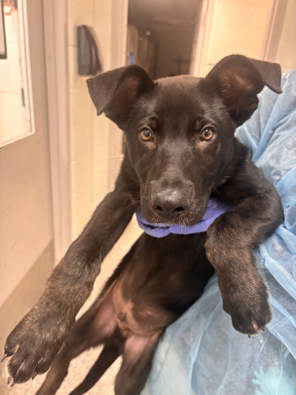 Shelter Stray Male Dog last seen Chickamanga Ave, Knox County GP, TN, 3201 Division St, Knoxville, TN 37919, USA