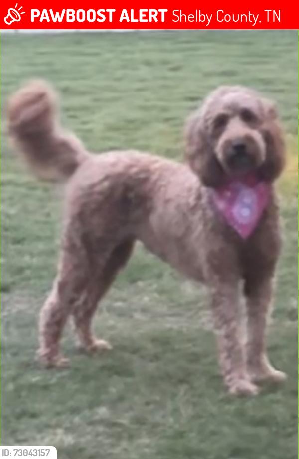 Lost Female Dog last seen Crossroads Church, Shelby County, TN 38016