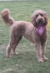 Lost Female Dog last seen Crossroads Church, Shelby County, TN 38016