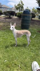 Reunited Female Dog last seen Sweet Way, Alameda, CA 94502