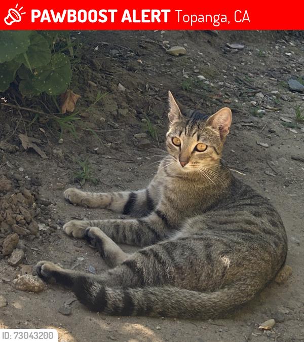 Lost Male Cat last seen Theatricum botanicum , Topanga, CA 90290