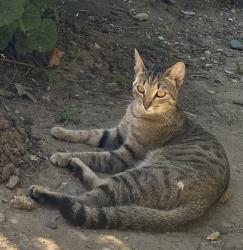 Lost Male Cat last seen Theatricum botanicum , Topanga, CA 90290