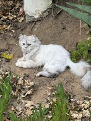 Found/Stray Female Cat last seen Hayden, Encinitas, CA 92007