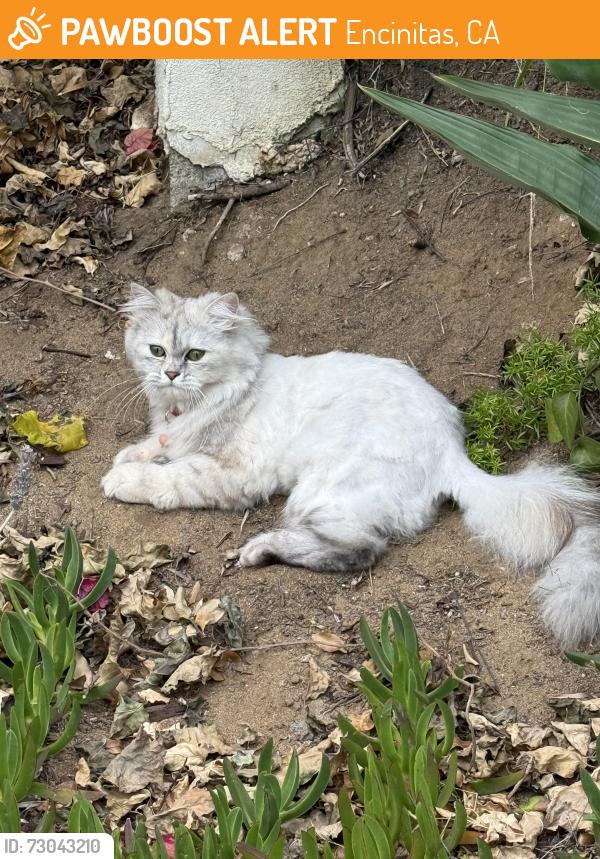 Found/Stray Female Cat last seen Hayden, Encinitas, CA 92007