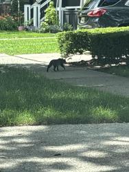 Found/Stray Unknown Cat last seen Gainsborough and Sixth Street, Royal Oak, MI 48067