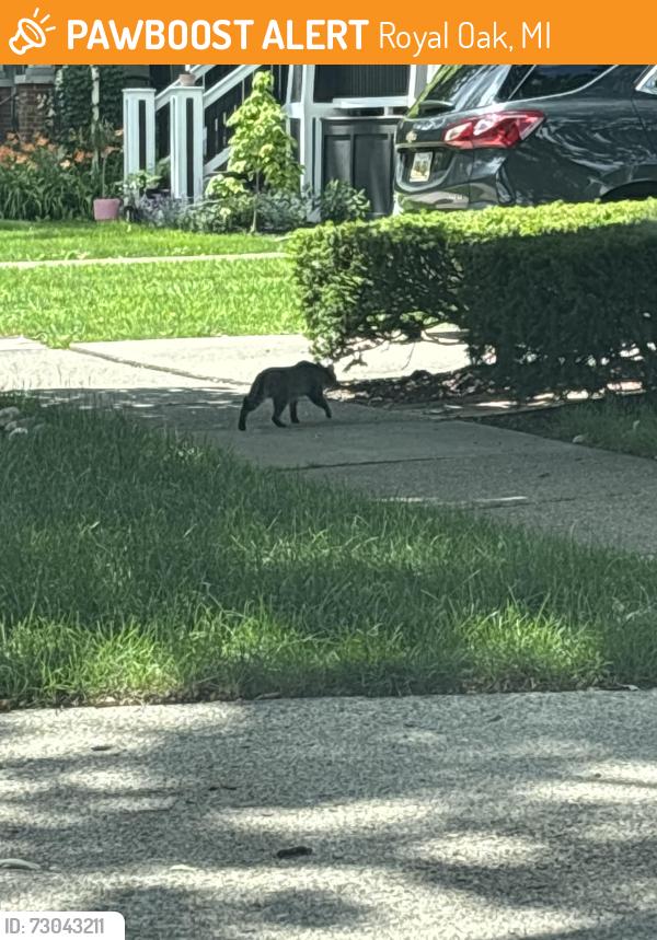 Found/Stray Unknown Cat last seen Gainsborough and Sixth Street, Royal Oak, MI 48067