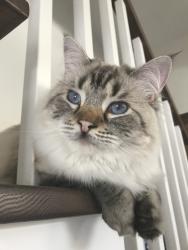 Lost Female Cat last seen Mont-Royal, Mont-Royal, QC H3R 3J7