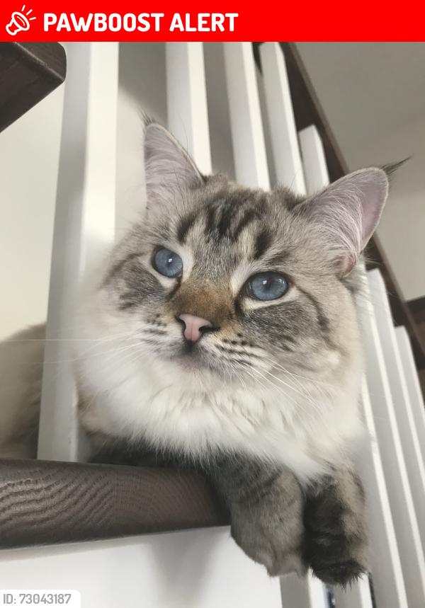 Lost Female Cat last seen Mont-Royal, Mont-Royal, QC H3R 3J7