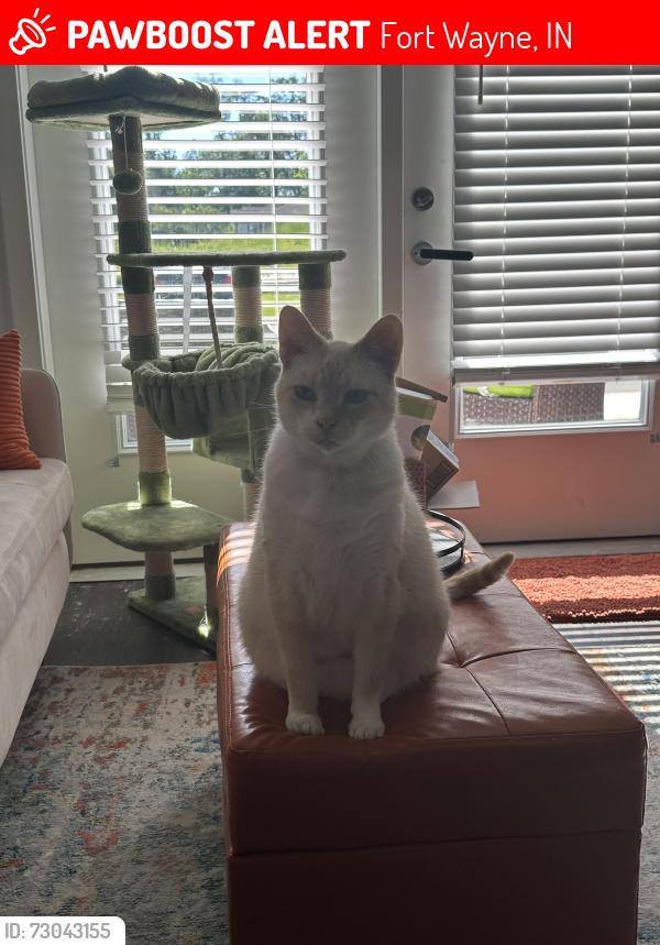 Lost Male Cat last seen Near Park Place Dr, Fort Wayne, IN 46845
