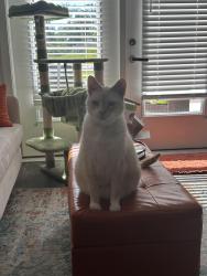 Lost Male Cat last seen Near Park Place Dr, Fort Wayne, IN 46845