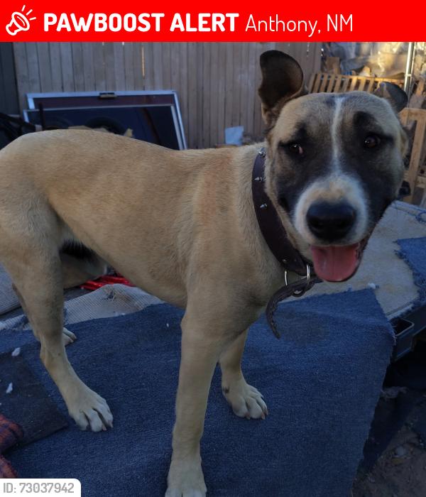 Lost Male Dog last seen Richard White Street / Park, Anthony, NM 88021