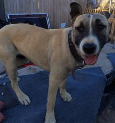 Lost Male Dog last seen Richard White Street / Park, Anthony, NM 88021