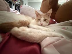 Lost Male Cat last seen Temecula, Temecula, CA 92592