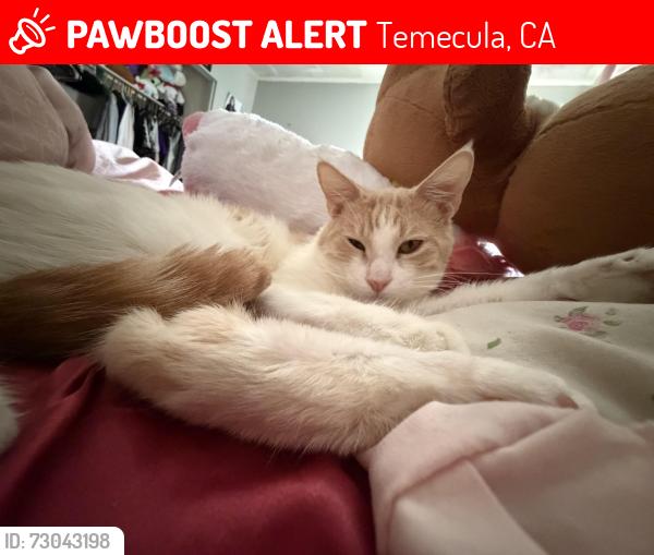 Lost Male Cat last seen Temecula, Temecula, CA 92592