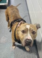 Reunited Male Dog last seen Edison St Clifton , Clifton, NJ 07013