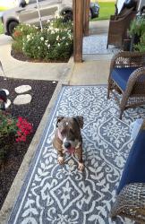 Found/Stray Female Dog last seen Cleburne pkwy , Powder Springs, GA 30127