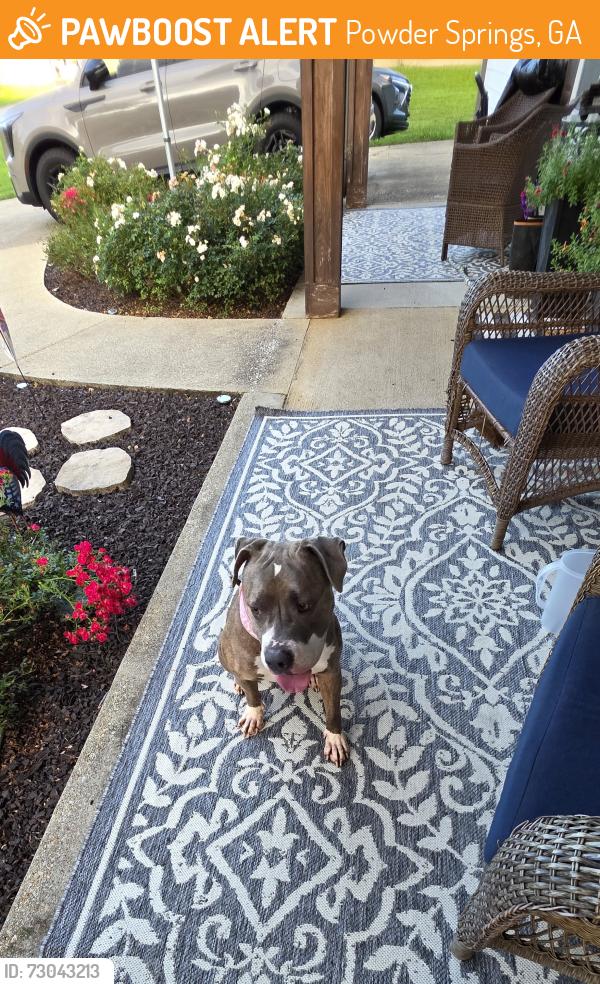 Found/Stray Female Dog last seen Cleburne pkwy , Powder Springs, GA 30127