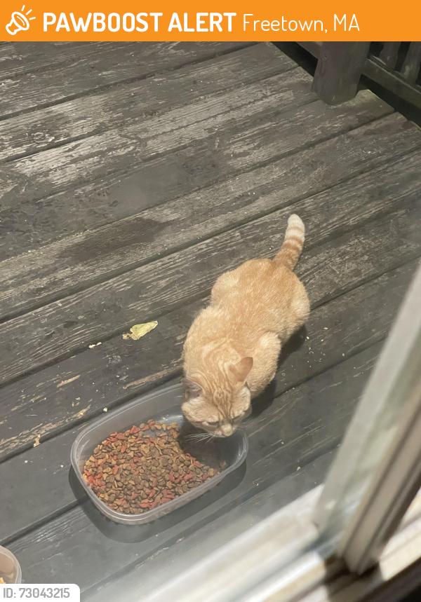 Found/Stray Male Cat last seen Bullock & Chace Rd, Freetown, MA 02702