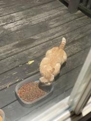 Found/Stray Male Cat last seen Bullock & Chace Rd, Freetown, MA 02702